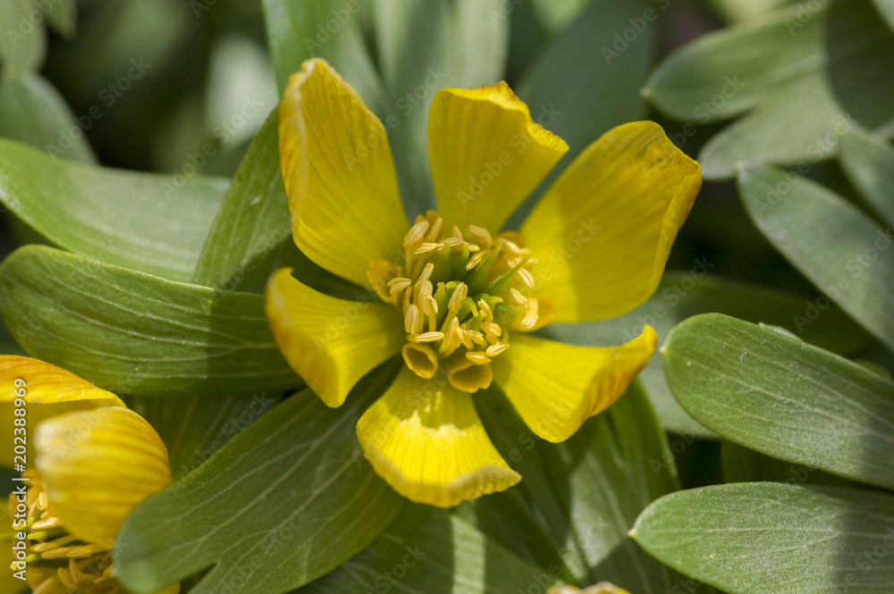 Fototapeta premium One flower Eranthis, common winter aconite in bloom, early spring bulbous flowers, macro detail view