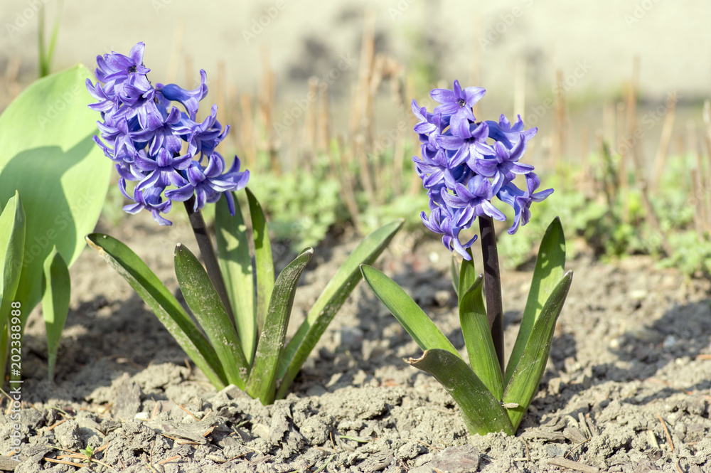 Obraz premium Hyacinthus, dark blue hyacinths plant, bulbous spring flower in bloom in the garden