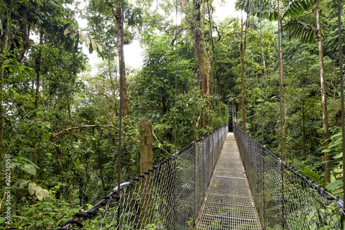Fototapeta Most wiszący w dżungli