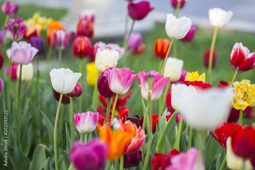 Tulip flower. Colorful tulips flower. Flowers photo concept.