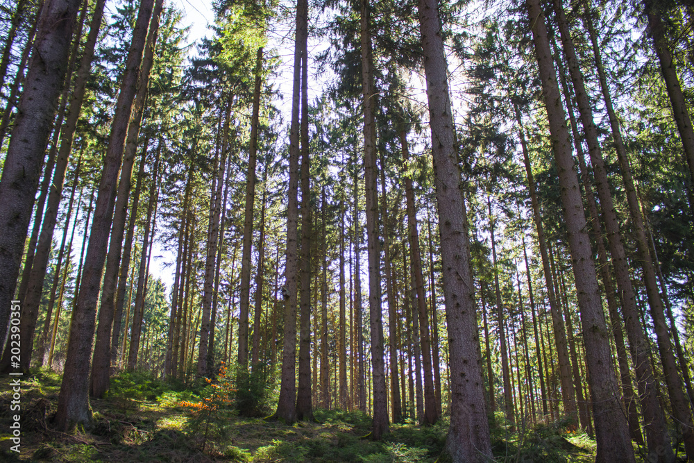 Look inside a coniferous forest in germany during spring time Look inside a coniferous forest in germany during spring time