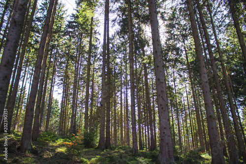 Look inside a coniferous forest in germany during spring time