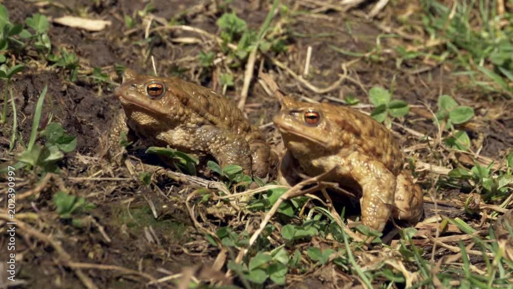 Common toads (Bufo bufo) fighting in grass Common toads (Bufo bufo) fighting in grass