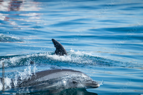 Common bottlenose dolphin swimming near to the coast of Albufeira, Algarve, Portugal, Europe