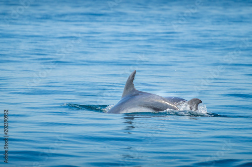 Common bottlenose dolphin swimming near to the coast of Albufeira, Algarve, Portugal, Europe © Tamas