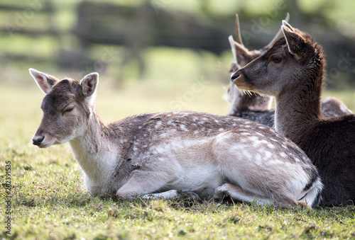 Female fallow deer laying on meadow photo