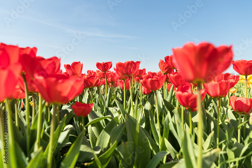 tulip field in the Netherlands