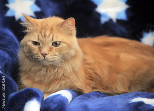 Fluffy red cat on a blue background photo