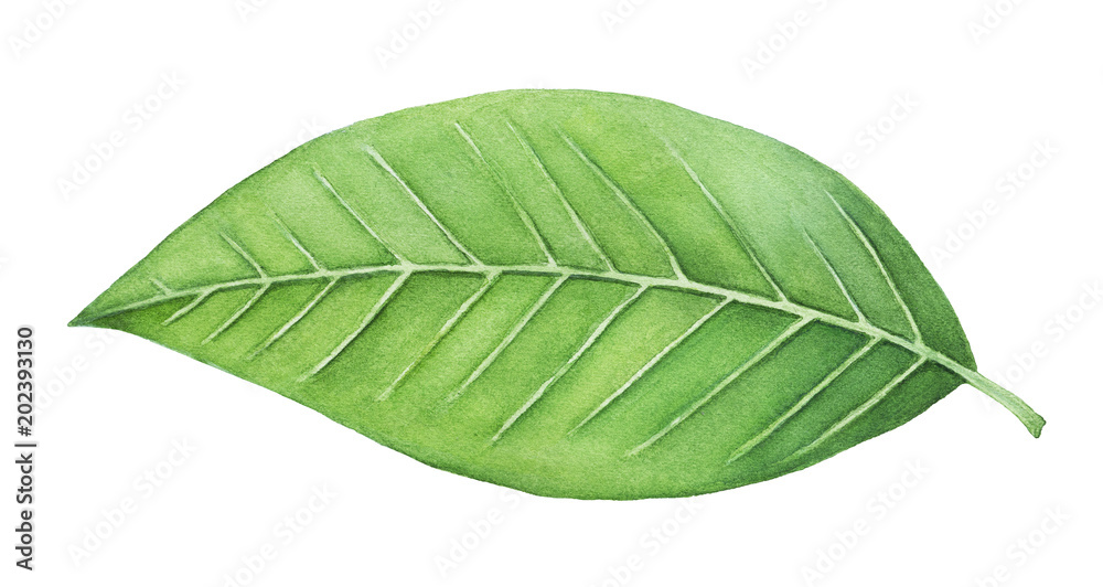 Green leaf painting. One single object, bright color, close up. Symbol of life, health, prosperity, new beginning, the renaissance of nature. Hand drawn water colour on white background, isolate. - obrazy, fototapety, plakaty 