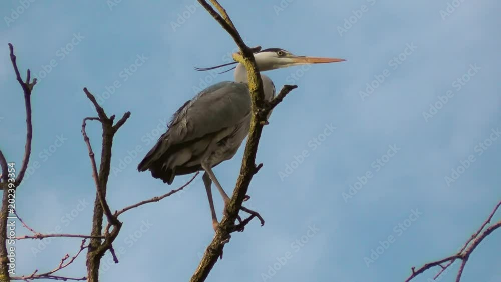 Predatory water bird Ardea cinerea. Gray heron take a crap. Heron colony kills all plants and even trees below its nests by littering Predatory water bird Ardea cinerea. Gray heron take a crap. Heron colony kills all plants and even trees below its nests by littering
