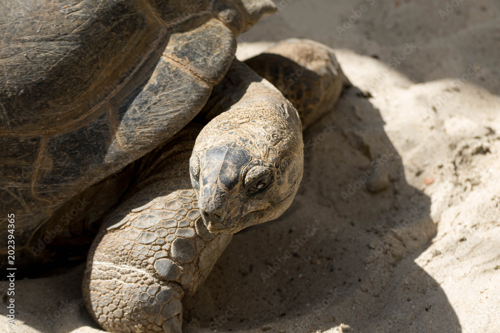 Obraz premium Portrait de tortue terrestre