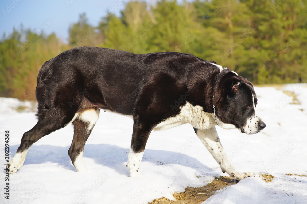 Serious black and white Central Asian Shepherd (Alabai dog) with cropped ears and docked tail walking outdoors on a snow in winter
