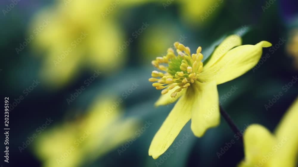 Macro shot of beautiful blossoming spring forest flowers Ranúnculus and plants at green nature field Macro shot of beautiful blossoming spring forest flowers Ranúnculus and plants at green nature field