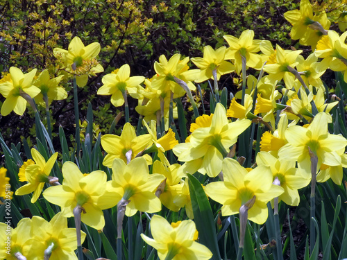 Fototapeta Naklejka Na Ścianę i Meble -  blooming yellow daffodils