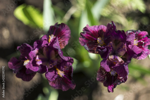 Fototapeta Naklejka Na Ścianę i Meble -  Low-bred maroon spring irises in the garden. Growing burgundy flowers, background, Floriculture