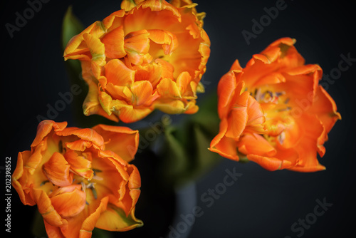 Three beautiful orange tulips on dark background Close top view photo