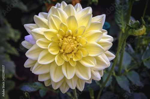 Close up on white and yellow dahlia flower in a garden - variety called Paradiso © Fotokon