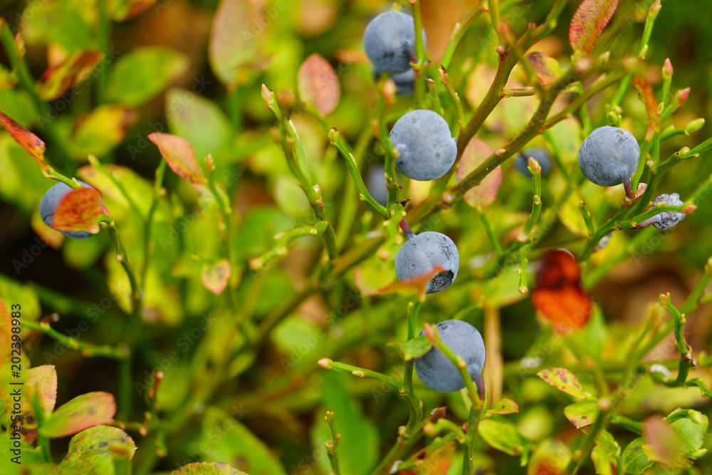 Close-up of a blueberry.