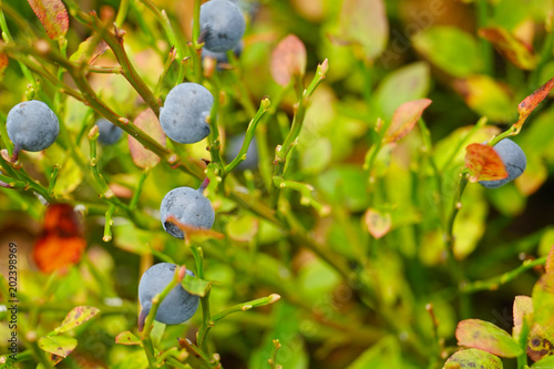 Blueberries in forest.