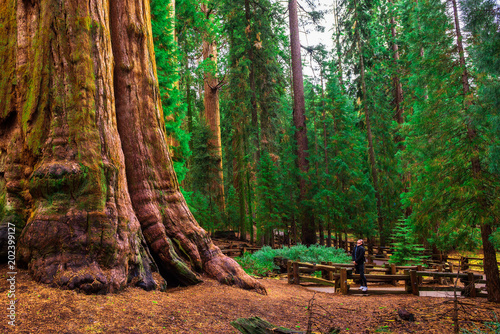 Tourist looks up at a giant sequoia tree photo