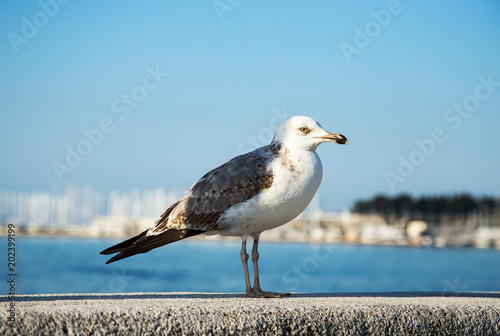The close up portrait of seagull bird