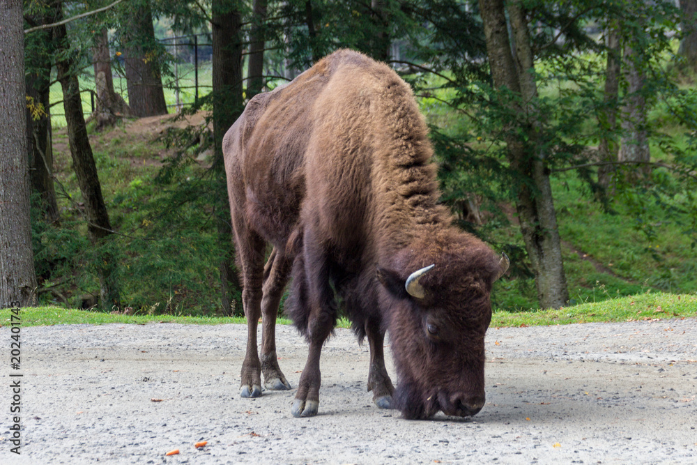 Buffalos in Parc Omega (Canada) Buffalos in Parc Omega (Canada)