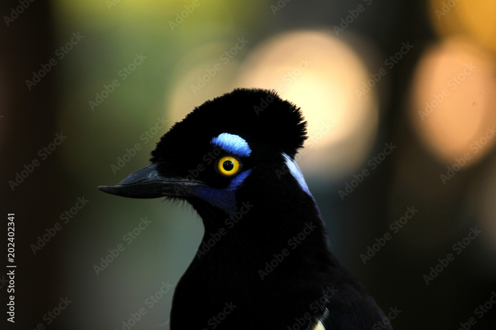 Fototapeta premium Bird