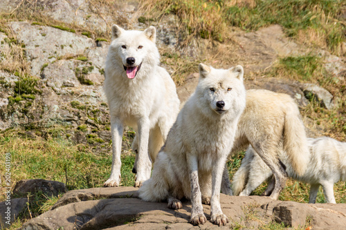 Artic Wolfs in Parc Omega  Canada 