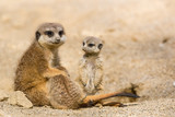 Suricate mother with her little baby cubs playing