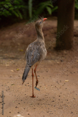 Brazilian Wildlife - Seriema