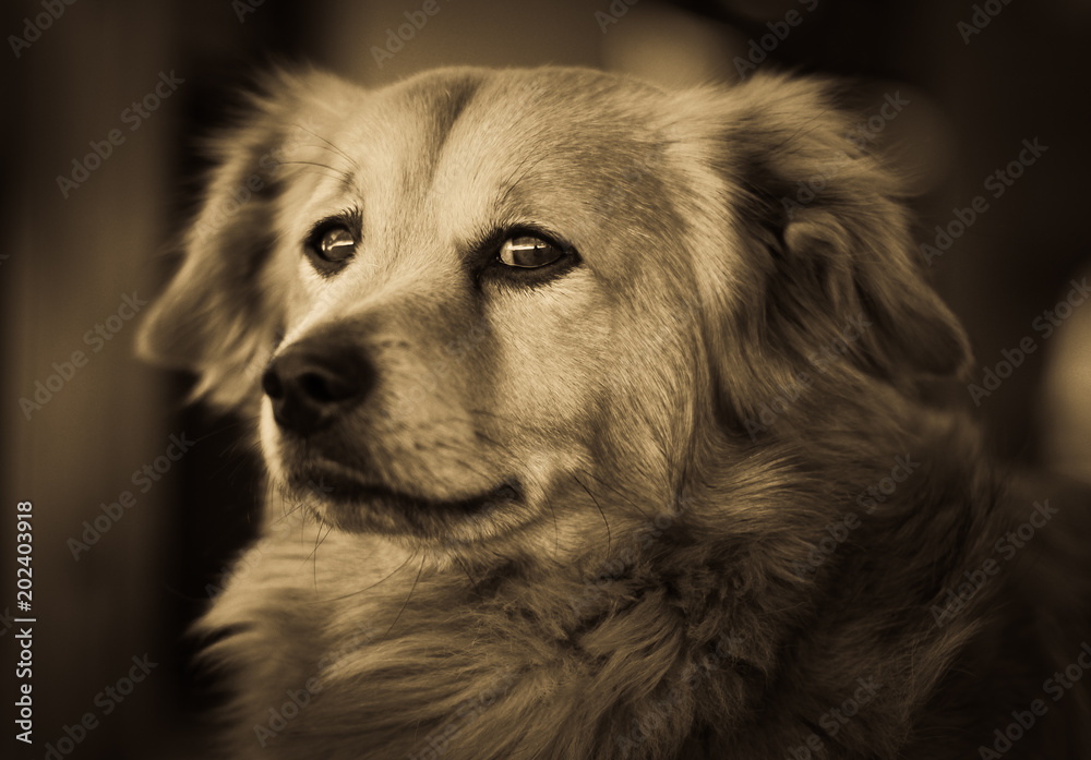 Dog Portrait - look human. - obrazy, fototapety, plakaty 