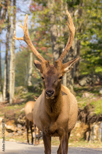 Deers in Parc Omega (Canada)