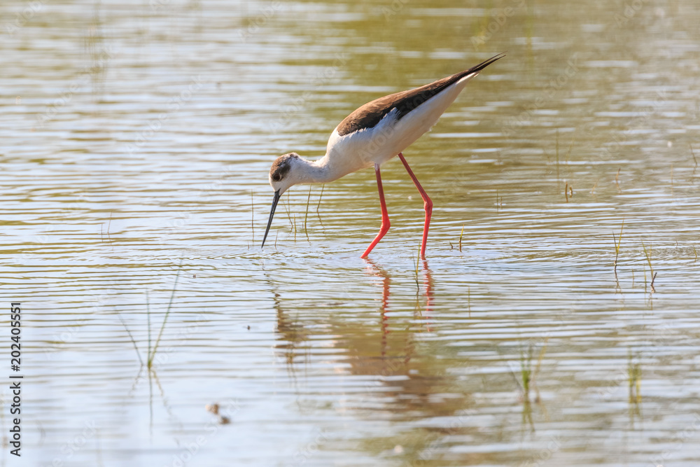 Fototapeta premium Black-winged stilt feeding in the water in the Isola della Cona, Italy