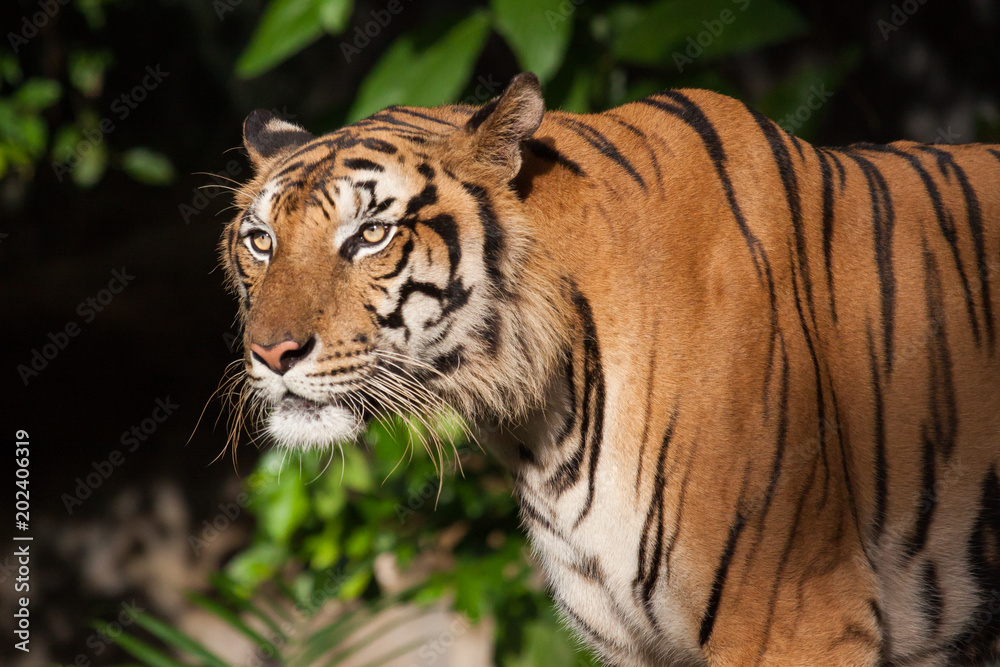 Fototapeta premium Tygrys, tygrys, dziki, dziki, twarz tygrysa.