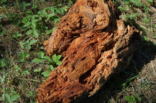 wood and bark