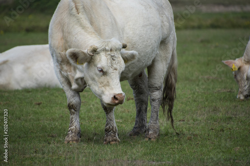 White cow i(The Charolais is a breed of taurine beef cattle from the Charolais area surrounding Charolles, in Burgundy, in eastern France.) photo