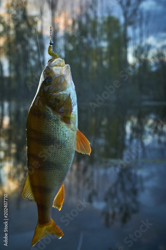 Perch on the hook. A picturesque pond in a village on a sunset background. The bait in the ravenous jaw. Sport with spinning. Silicone artificial fishing lures. Relax beside the water.