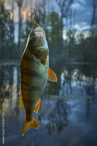 Perch on the hook. A picturesque pond in a village on a sunset background. The bait in the ravenous jaw. Sport with spinning. Silicone artificial fishing lures. Relax beside the water.