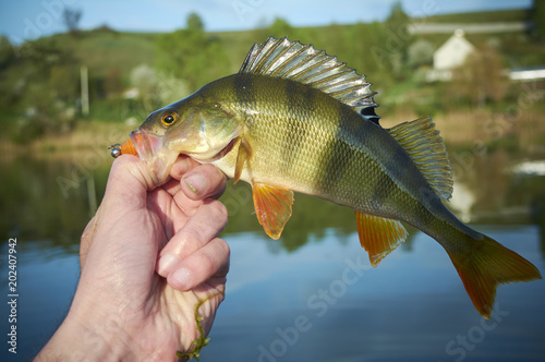 Fototapeta Naklejka Na Ścianę i Meble -  A perch on a hook. Fish in the fisherman's hand. Picturesque pond in the village. The bait in a predator jaw. Sports with spinning. Silicone artificial fishing lures. Relax near the water.