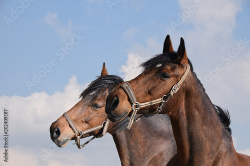 Close-up of two adult brown horses. Stallions.