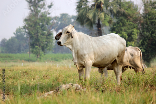 Fototapeta Naklejka Na Ścianę i Meble -  cows grazing on grassy green field