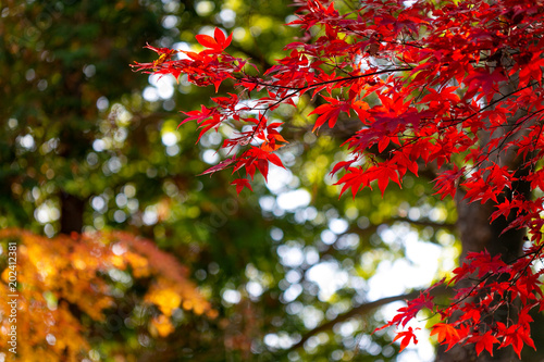 紅葉と木洩れ陽 奥武蔵の紅葉 日本 赤く色づいた紅葉