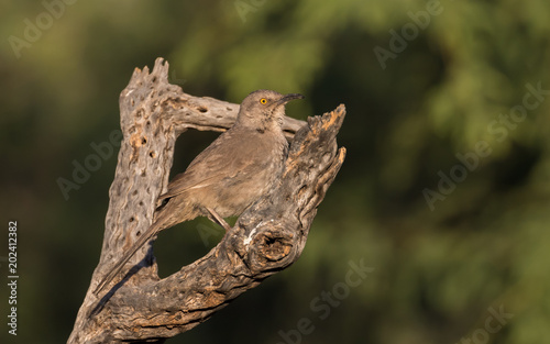 Curved-billed Thrasher Bird