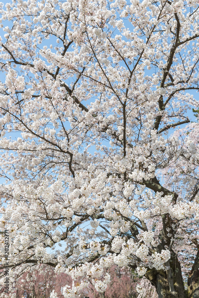 Japanese Sakura cherry blossom in spring season