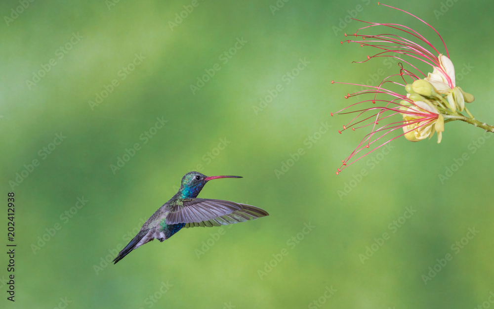 Fototapeta premium Male Broad-billed Hummingbird