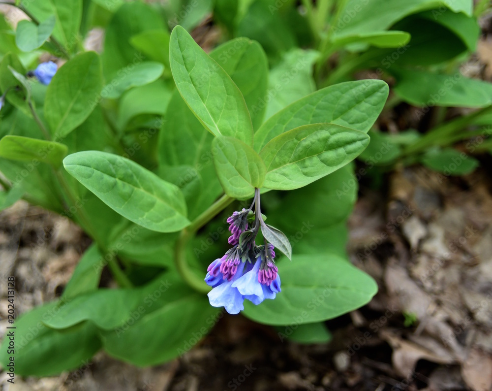 Φωτογραφία Blue flowers and purple buds of Virginia bluebells in a spring wetland