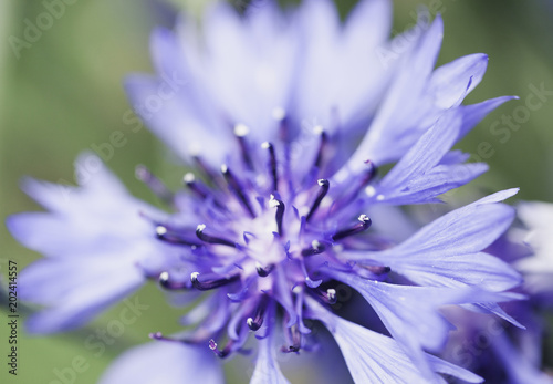 Blue Flower Closeup