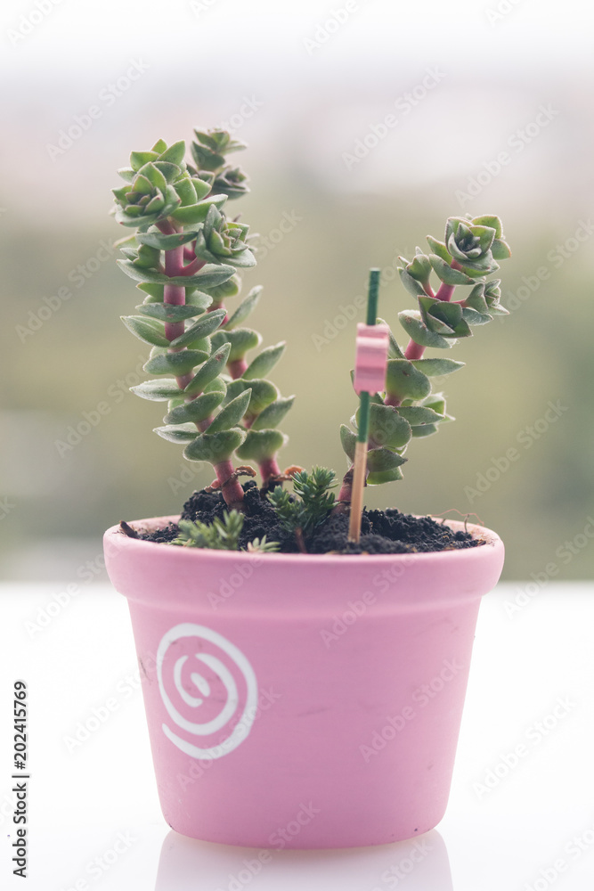 Planta Planta