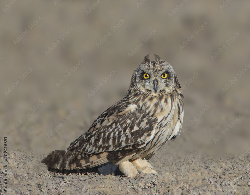 Short-Eared Owl Long Look - A short-eared owl lands on the ground and gives a very long look with its bright yellow eyes at prey in its capture zone. Ndutu, Norongoro Conservation Area, Arusha, Tanzan Short-Eared Owl Long Look - A short-eared owl lands on the ground and gives a very long look with its bright yellow eyes at prey in its capture zone. Ndutu, Norongoro Conservation Area, Arusha, Tanzan