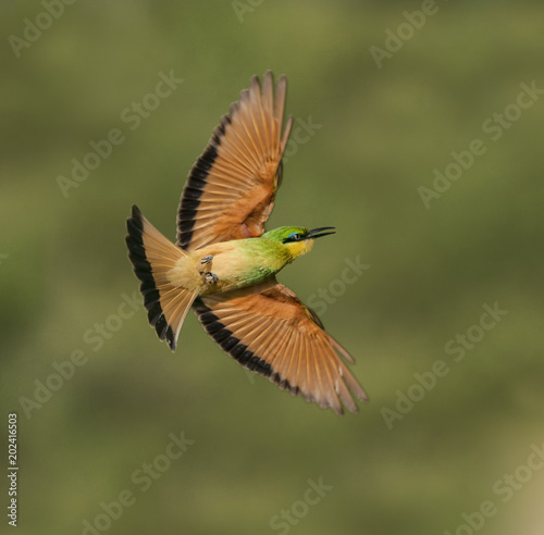 Bee-Eater Bee Chasing - A bee-eater in flight in search of a bee, wasp or hornet that it will catch in mid-flight. Ntudu, Ngorongoro Conservation Area, Tanzania, Aftica.